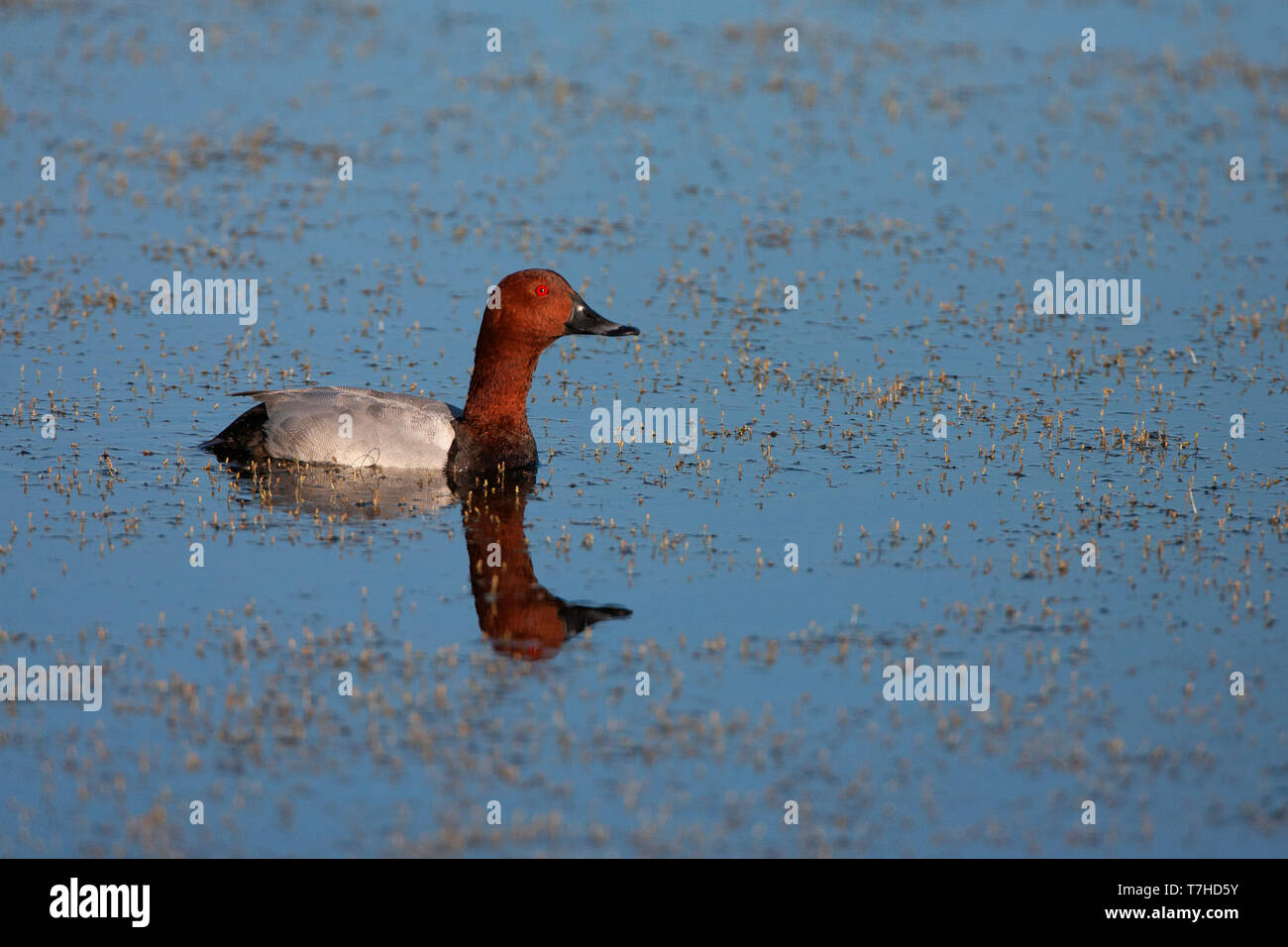 Mâle adulte, fuligule milouin (Aythya ferina) Nager dans un lac peu profond dans le blanc en France, avec réflexion parfaite. Banque D'Images