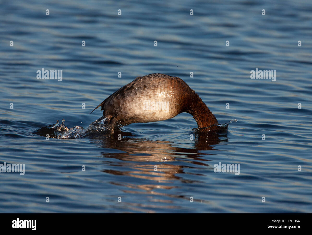 Femelle adulte fuligule milouin (Aythya ferina) en plumage d'hiver à la fin de l'hiver. Plongée sous-marine à des fins alimentaires dans le lac près de Starrevaart Leidschendam dans l'Netherl Banque D'Images