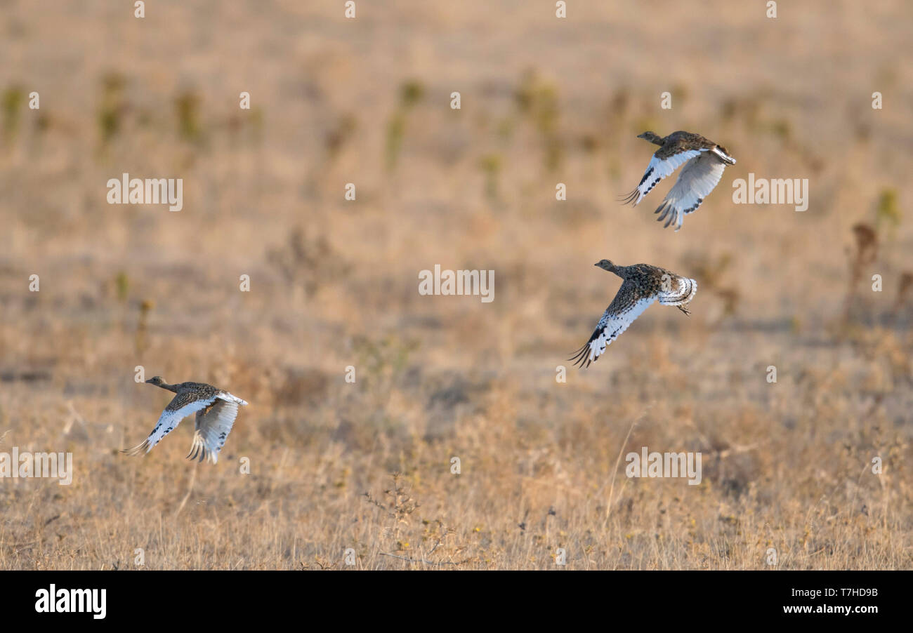 Outardes Tetrax tetrax (peu) en vol au dessus de l'Espagne la campagne. Banque D'Images