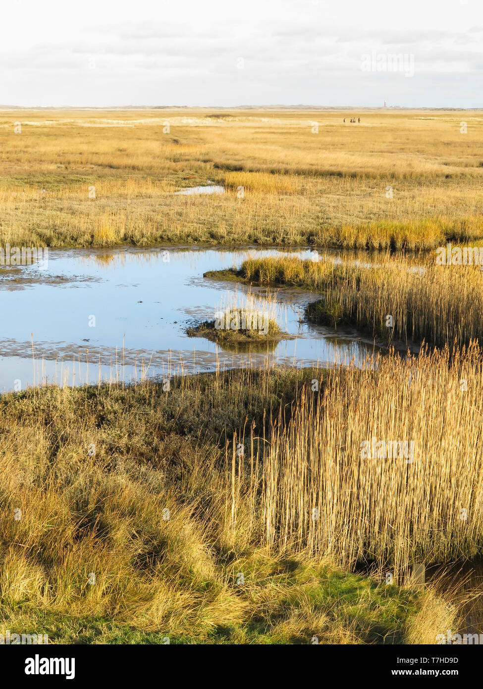 Slufter sur le texel Banque D'Images