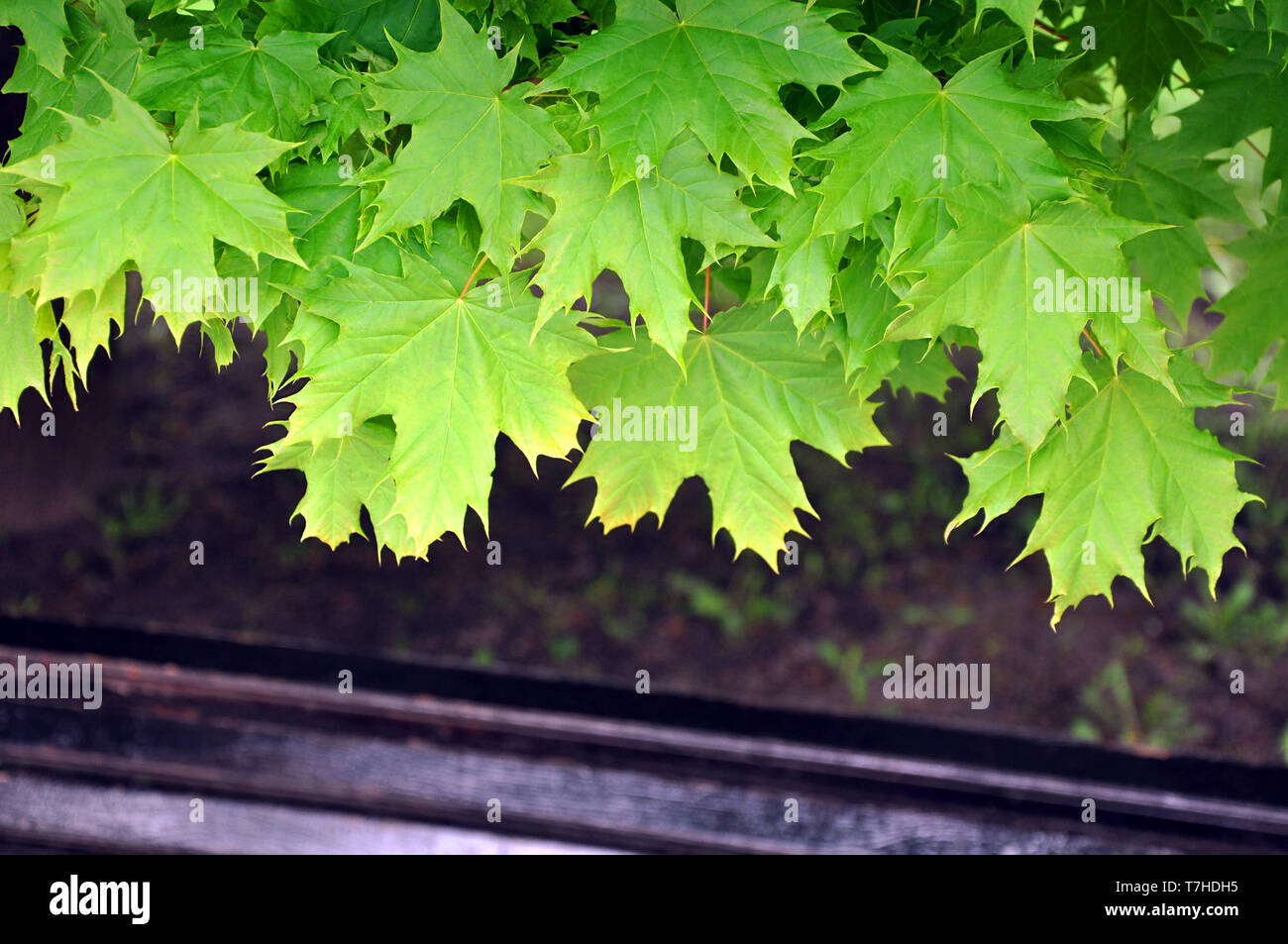 Les jeunes feuilles d'érable vertes sur le banc en bois, selective focus Banque D'Images