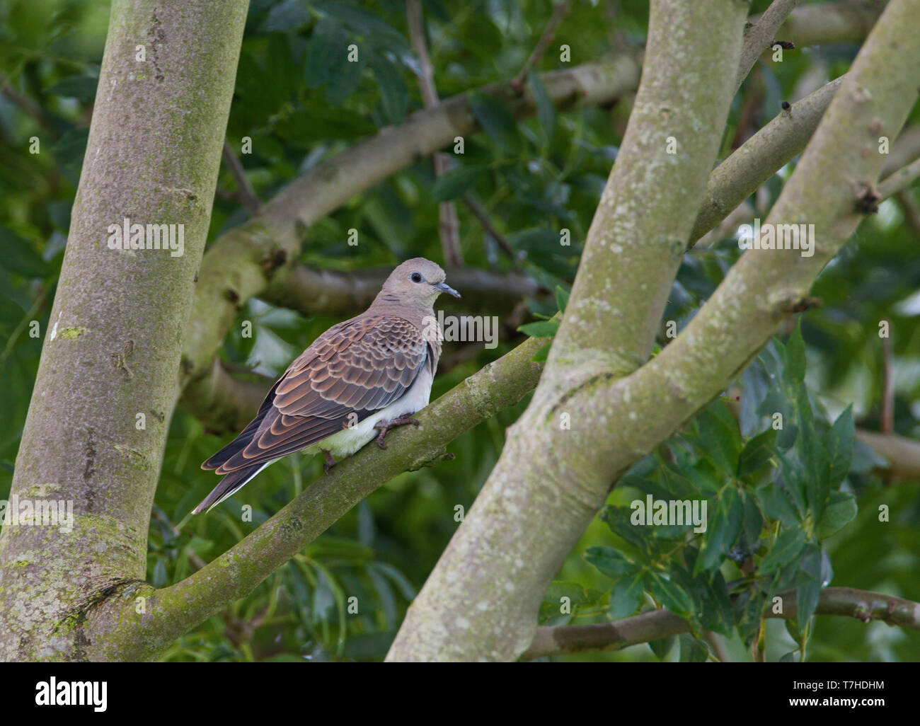 Première de l'hiver (Tourterelle Streptopelia turtur) perché dans un arbre en Flevoland, Pays-Bas. Banque D'Images