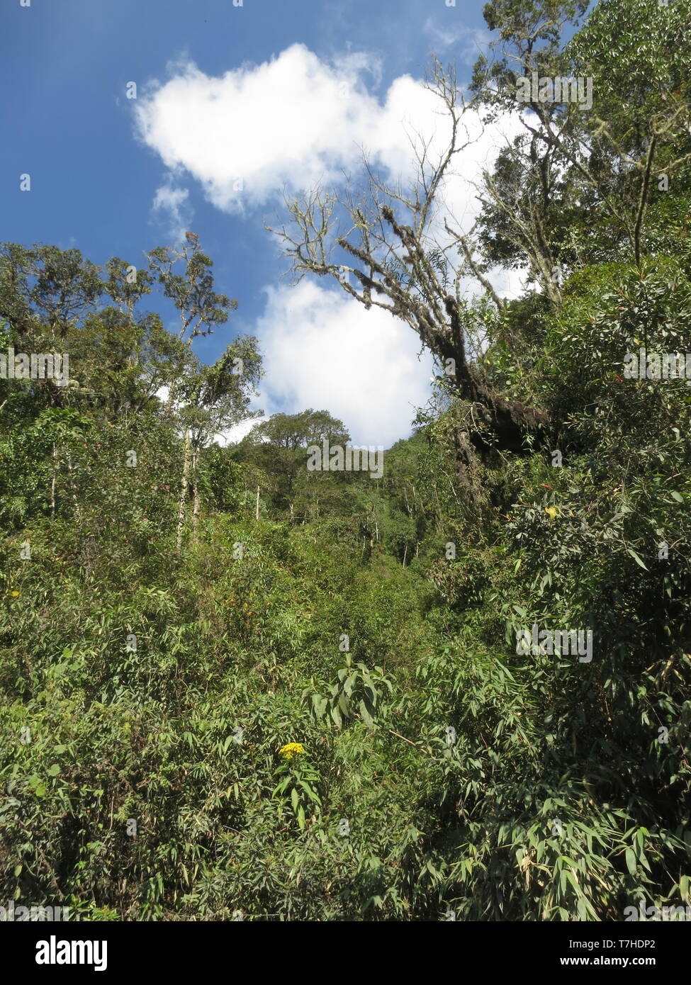 Pente boisée avec jungle dense dans la partie supérieure de la route à l'est Manu pente Andes du Pérou. Banque D'Images