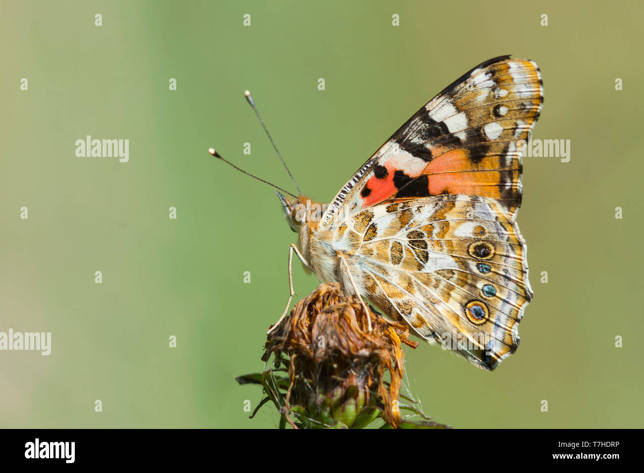 Belle Dame, Vanessa cardui, Distelfalter, Allemagne (Bade-Wurtemberg), imago Banque D'Images