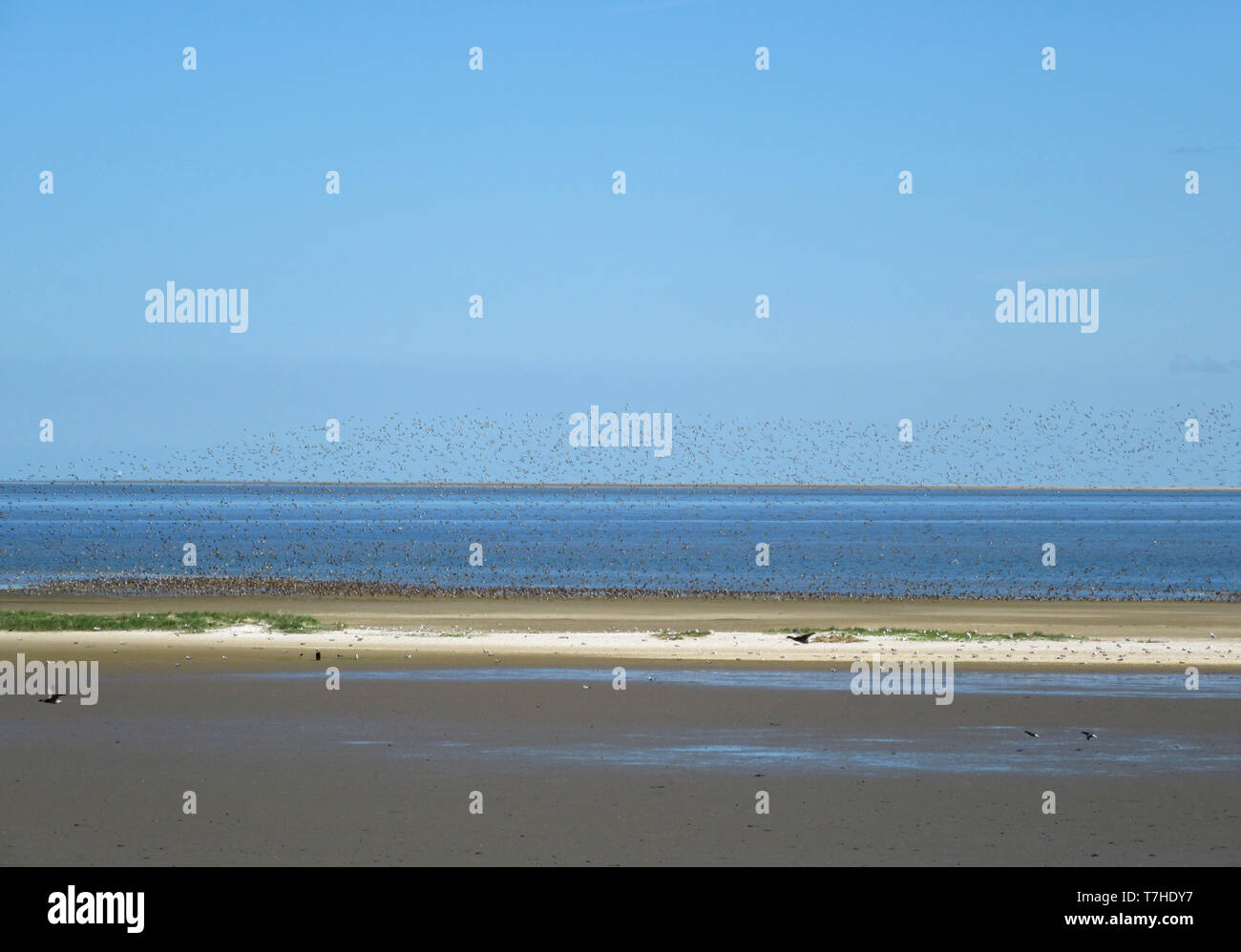 Côte de la mer des Wadden Texel, une île néerlandaise dans le nord des Pays-Bas. Banque D'Images
