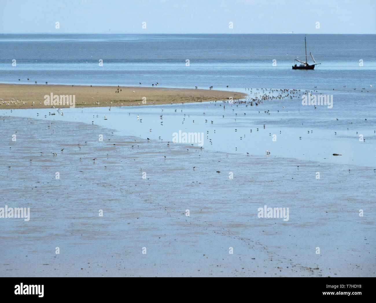 Flcok d'échassiers à la côte de la mer des Wadden Texel, une île néerlandaise dans le nord des Pays-Bas. Avec Bateau à voile flottant dans l'eau. Banque D'Images