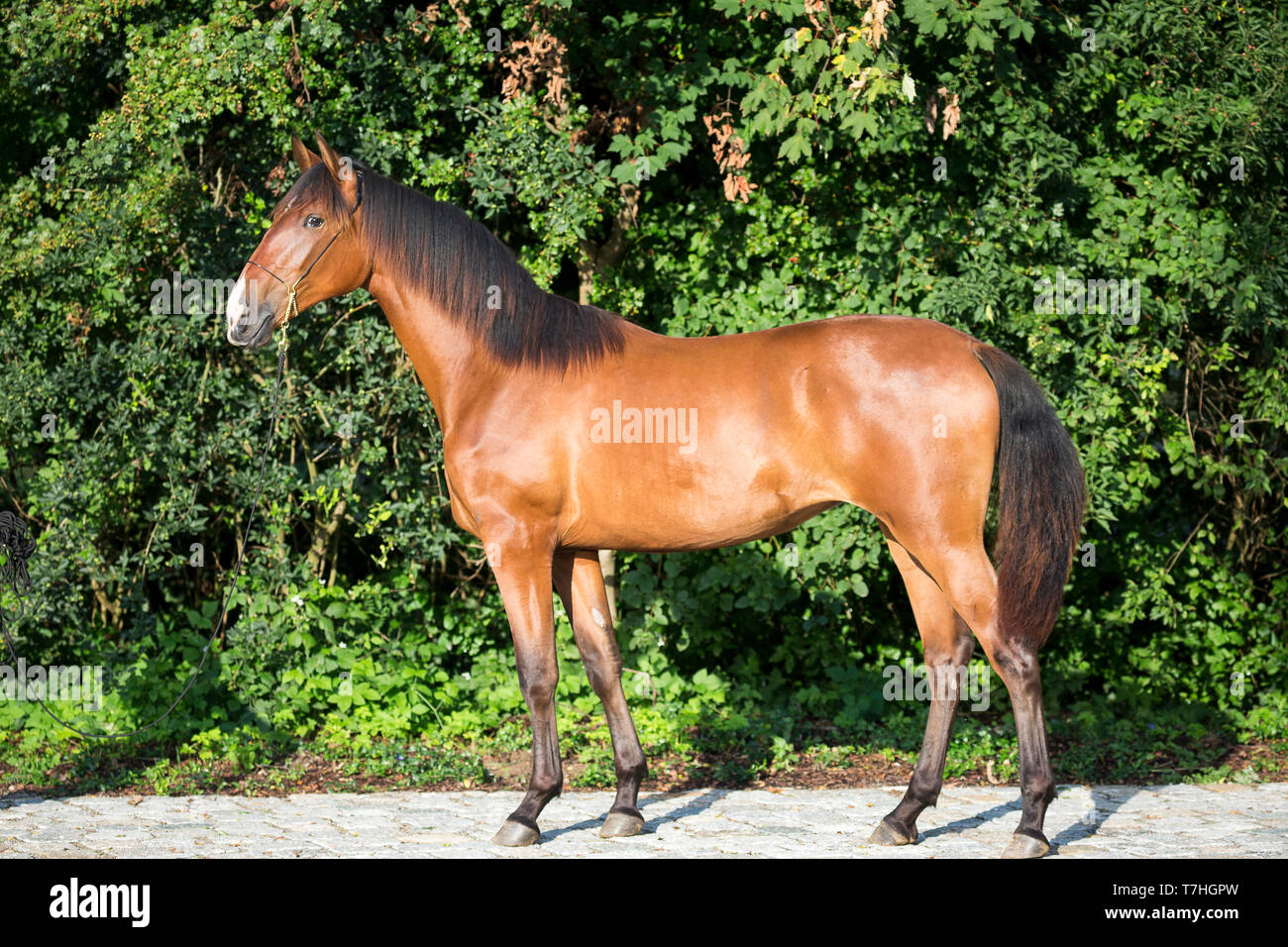 Cheval de Sport ibérique. Jument baie debout, vu de côté. Allemagne Banque D'Images