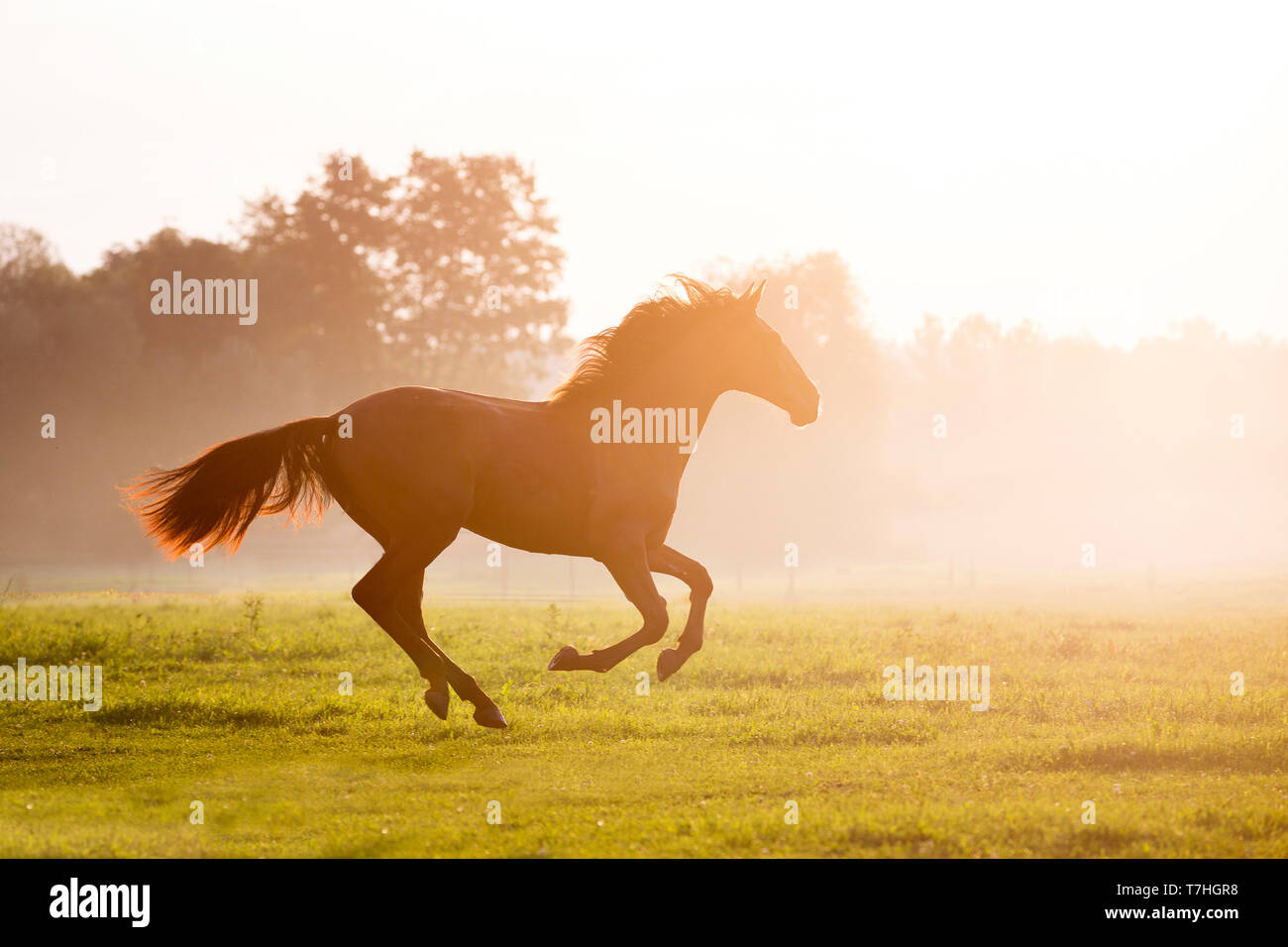 Cheval de Sport ibérique. Jument baie galoper sur un pâturage dans la brume du matin. Allemagne Banque D'Images