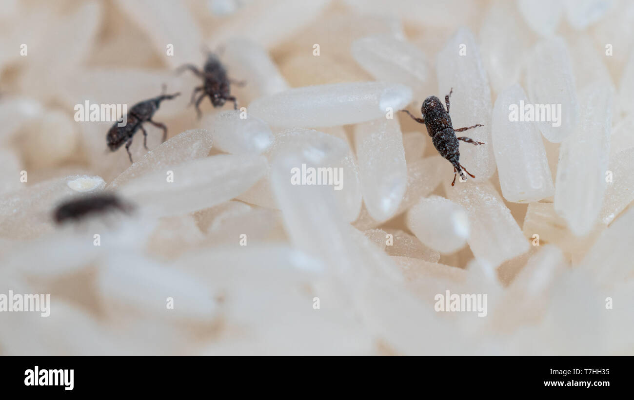 Insecte de la punaise du riz Banque de photographies et d’images à haute résolution Alamy