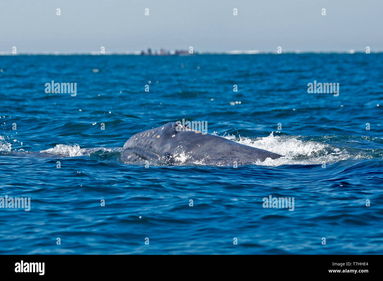 / La baleine grise Baleine grise (Eschrichtius robustus) sur leur voyage migratoire à la Basse-Californie, avec des lagunes que leur reproduction en hiver. Banque D'Images