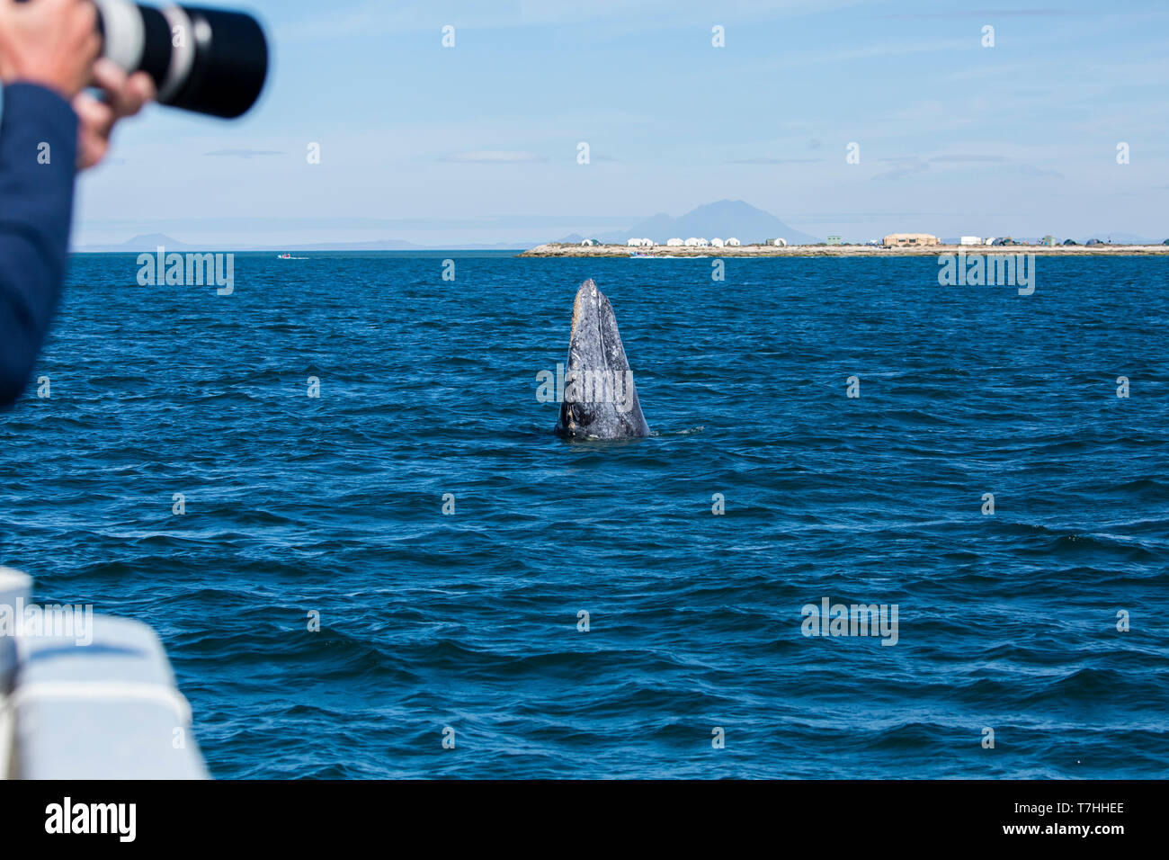 / La baleine grise Baleine grise (Eschrichtius robustus) sur leur voyage migratoire à la Basse-Californie, avec des lagunes que leur reproduction en hiver. Banque D'Images