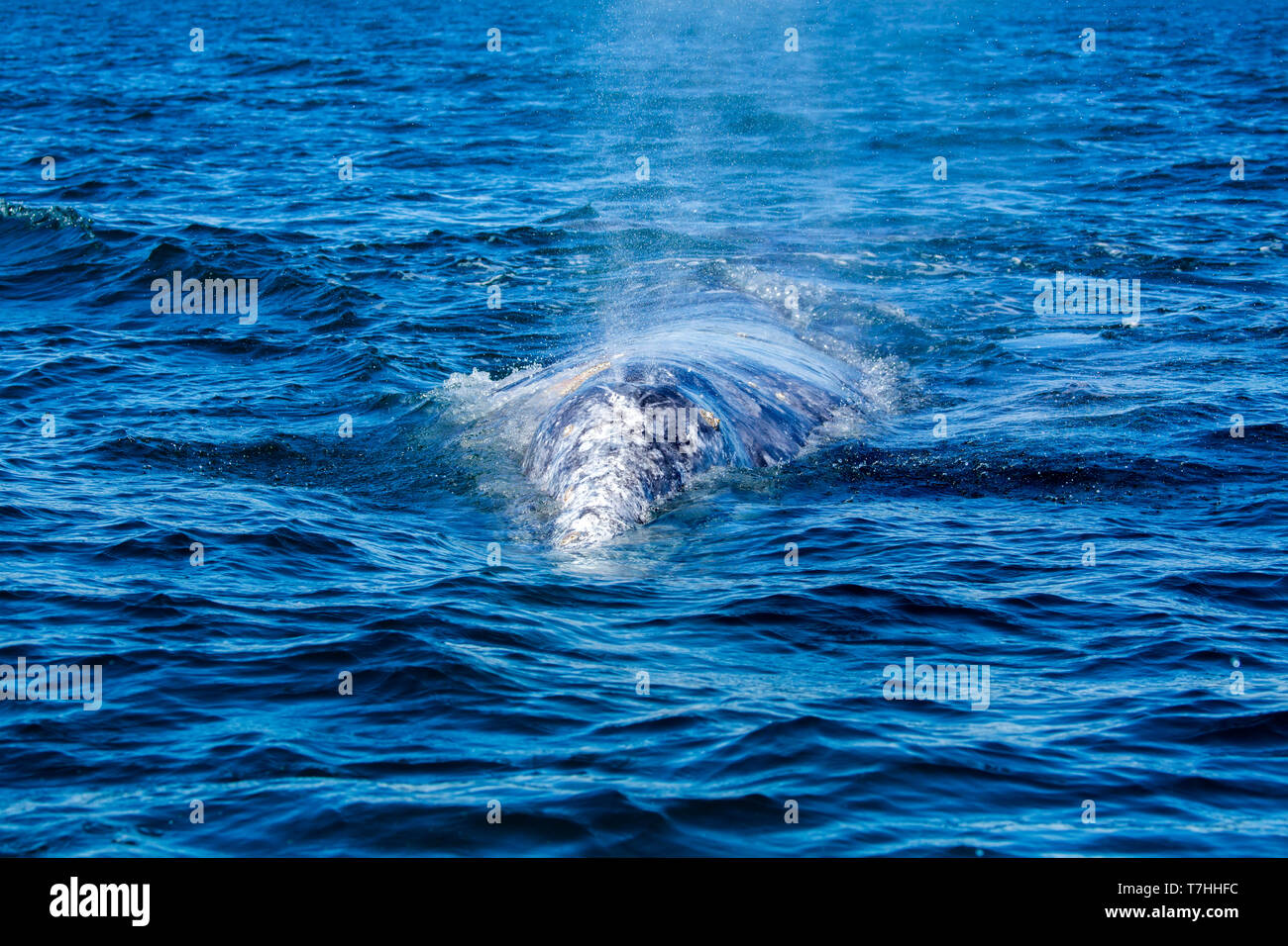 / La baleine grise Baleine grise (Eschrichtius robustus) sur leur voyage migratoire à la Basse-Californie, avec des lagunes que leur reproduction en hiver. Banque D'Images