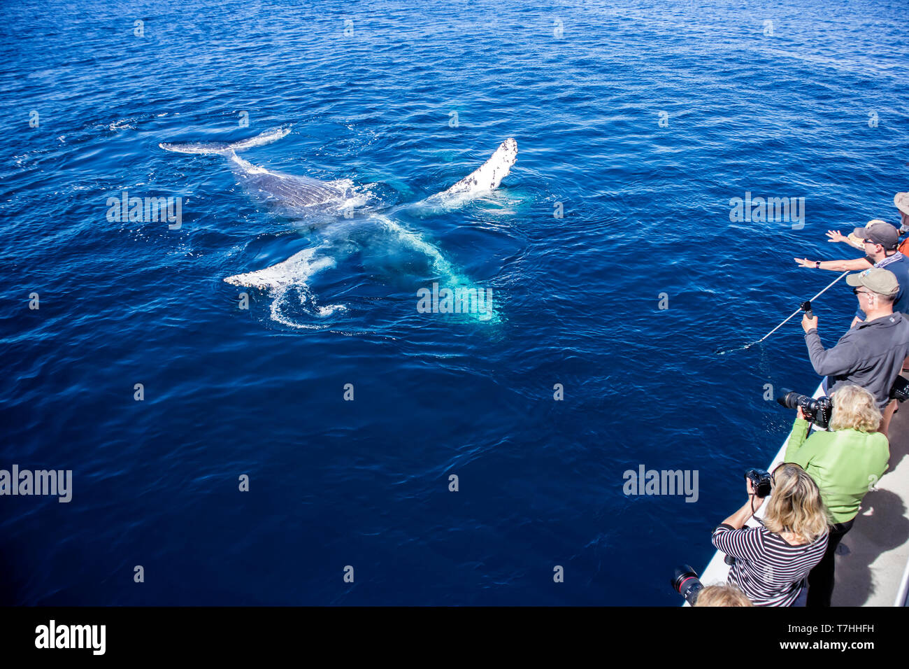 Friendly Baleine à bosse (Megaptera novaeangliae) jouant près de notre bateau dans leur aire d'alimentation d'hiver à Baja California Banque D'Images