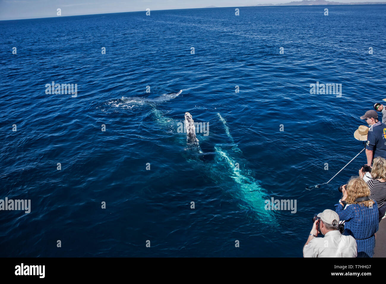 Friendly Baleine à bosse (Megaptera novaeangliae) jouant près de notre bateau dans leur aire d'alimentation d'hiver à Baja California Banque D'Images