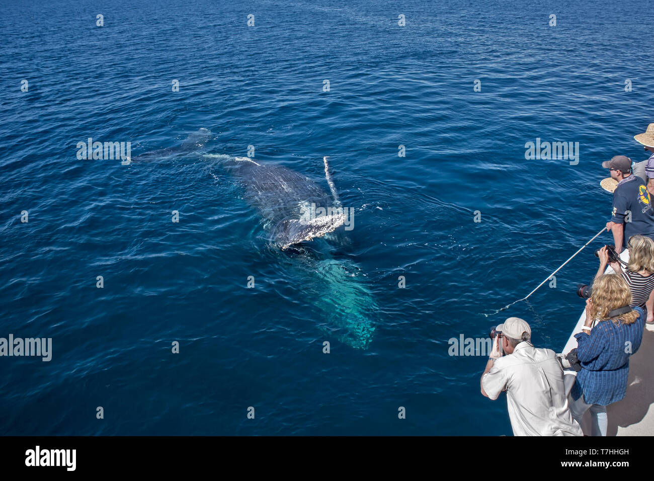 Friendly Baleine à bosse (Megaptera novaeangliae) jouant près de notre bateau dans leur aire d'alimentation d'hiver à Baja California Banque D'Images