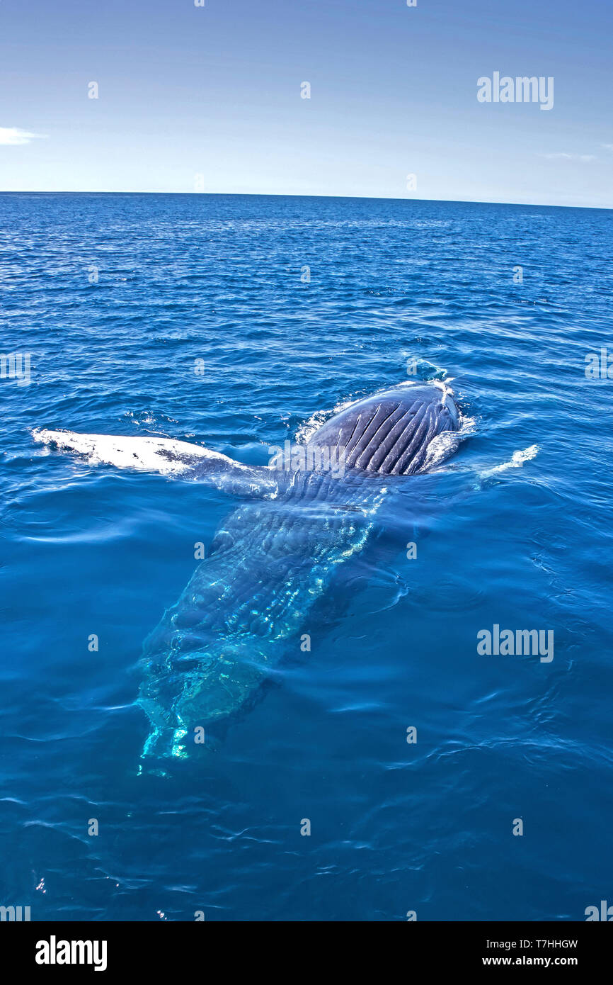 Friendly Baleine à bosse (Megaptera novaeangliae) jouant près de notre bateau dans leur aire d'alimentation d'hiver à Baja California Banque D'Images