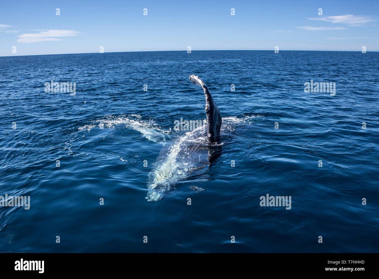 Friendly Baleine à bosse (Megaptera novaeangliae) jouant près de notre bateau dans leur aire d'alimentation d'hiver à Baja California Banque D'Images