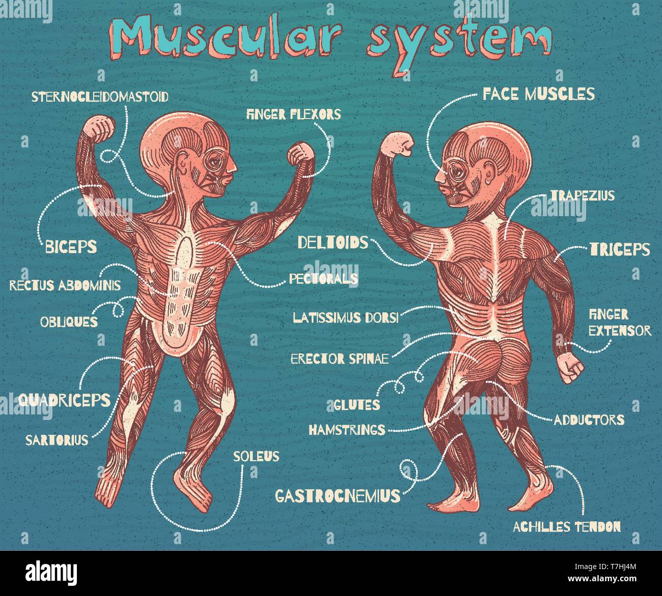 Système musculaire humaine pour les enfants. Vector cartoon illustration couleur. Les muscles de l'homme. Illustration de Vecteur