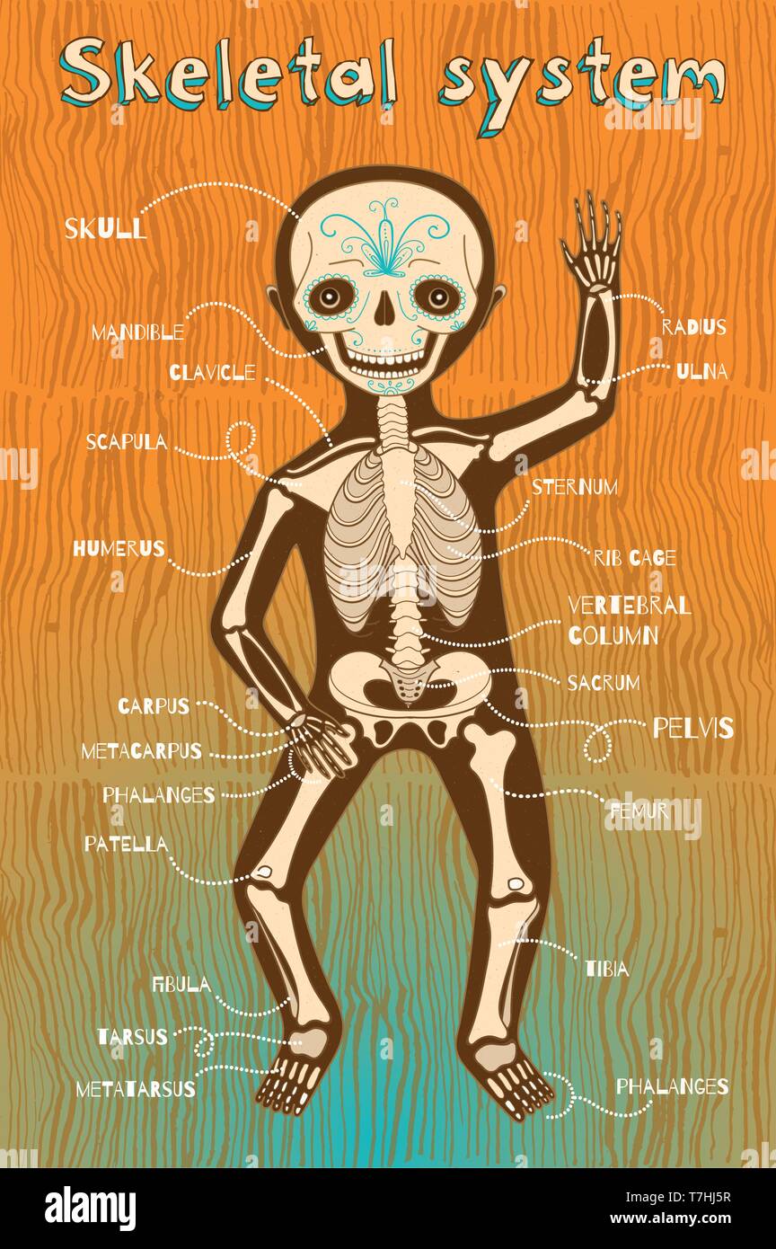 Système squelettique humain pour les enfants. Vector cartoon illustration couleur. Squelette humain. Illustration de Vecteur