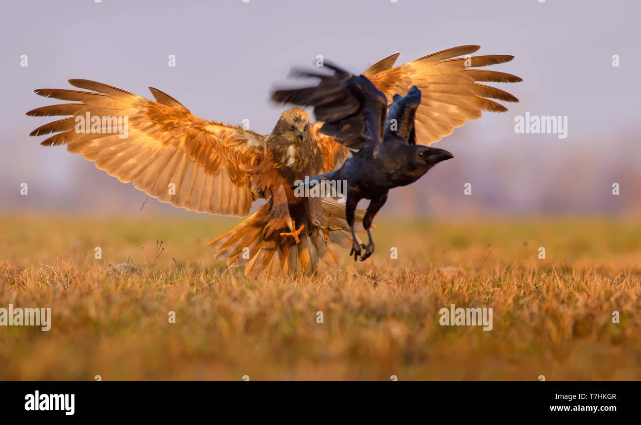 Western Busard des atttacks et tente d'attraper un Grand Corbeau avec des griffes et des ailes entièrement ouvert large Banque D'Images