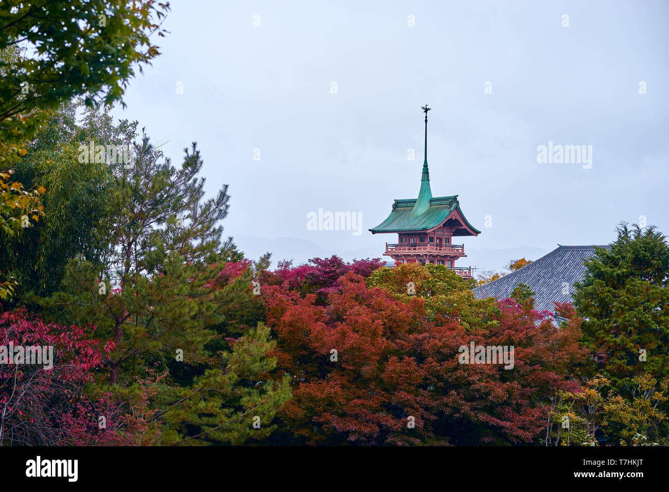 Kyoto, Japon - 9 novembre, 2016 : belle salle historique Kōdaiji à l'avant porte de temple. Un cadre paisible avec un temple bouddhiste avec lumière saisonnière Banque D'Images