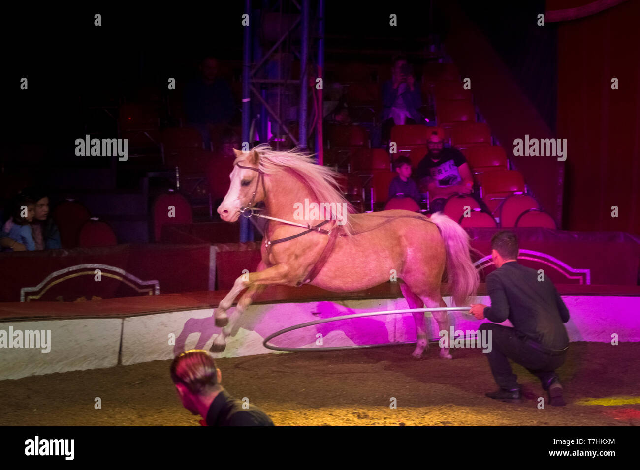 Poney Welsh (Section B) sauter à travers des cerceaux dans un cirque. Louis Cirque Knie Junior, Autriche Banque D'Images