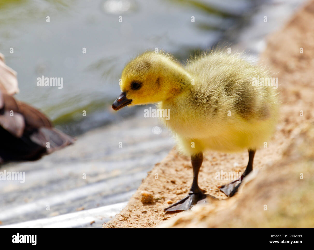 Canada goose chick Banque D'Images
