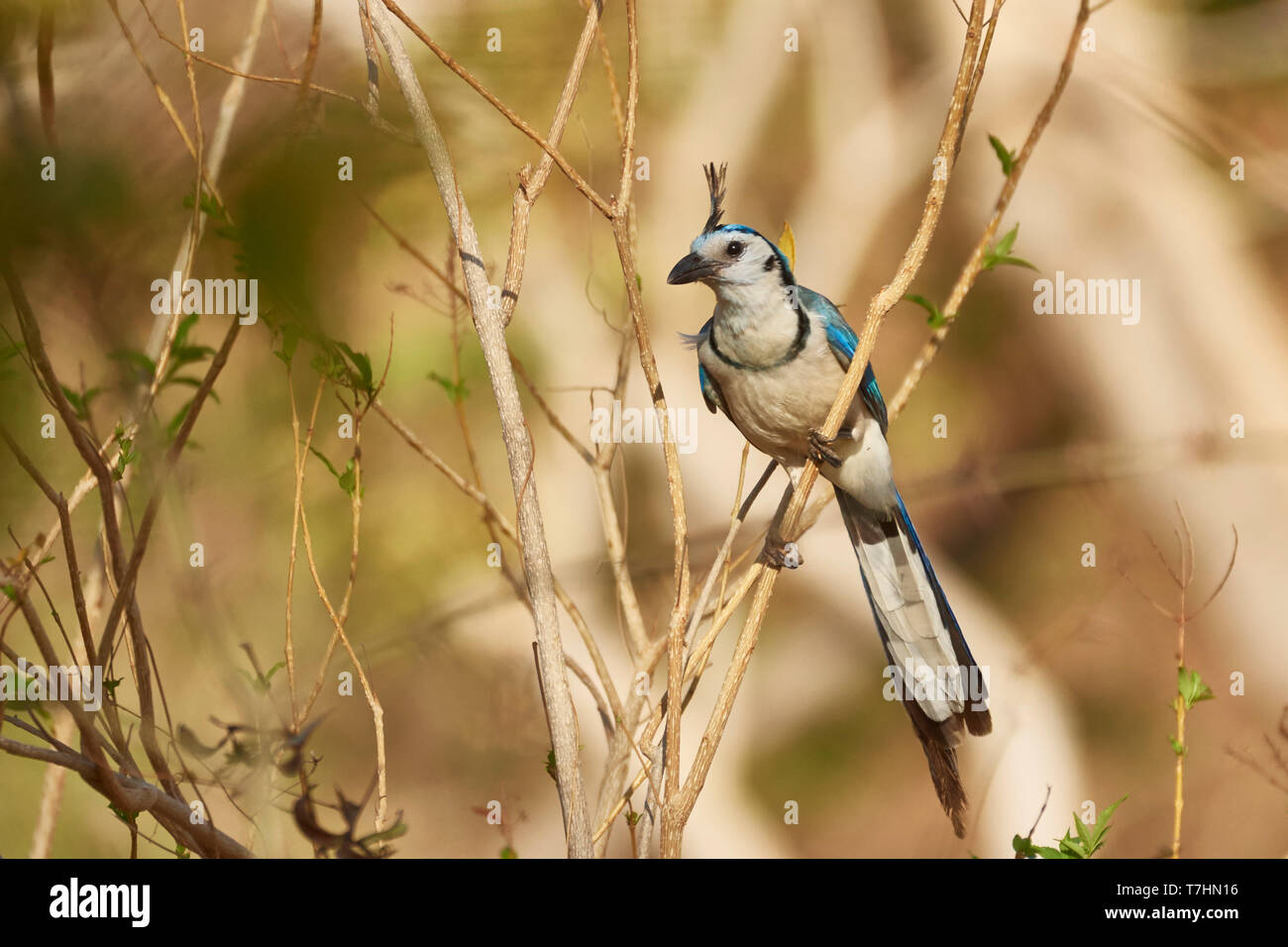 White-throated Magpie-Jay, Calocitta formosa, province de Guanacaste, Costa Rica, Amérique Centrale Banque D'Images