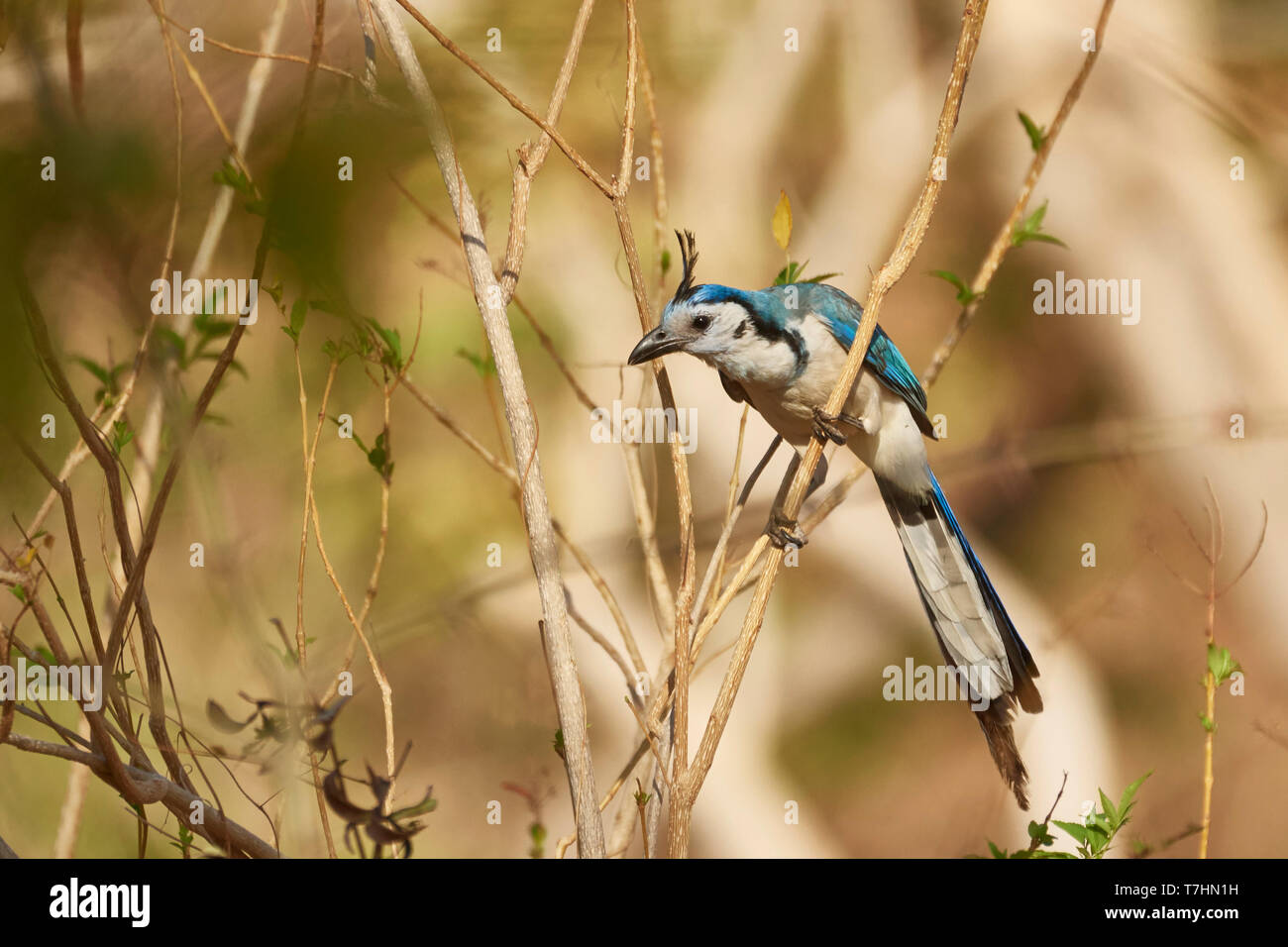 White-throated Magpie-Jay, Calocitta formosa, province de Guanacaste, Costa Rica, Amérique Centrale Banque D'Images