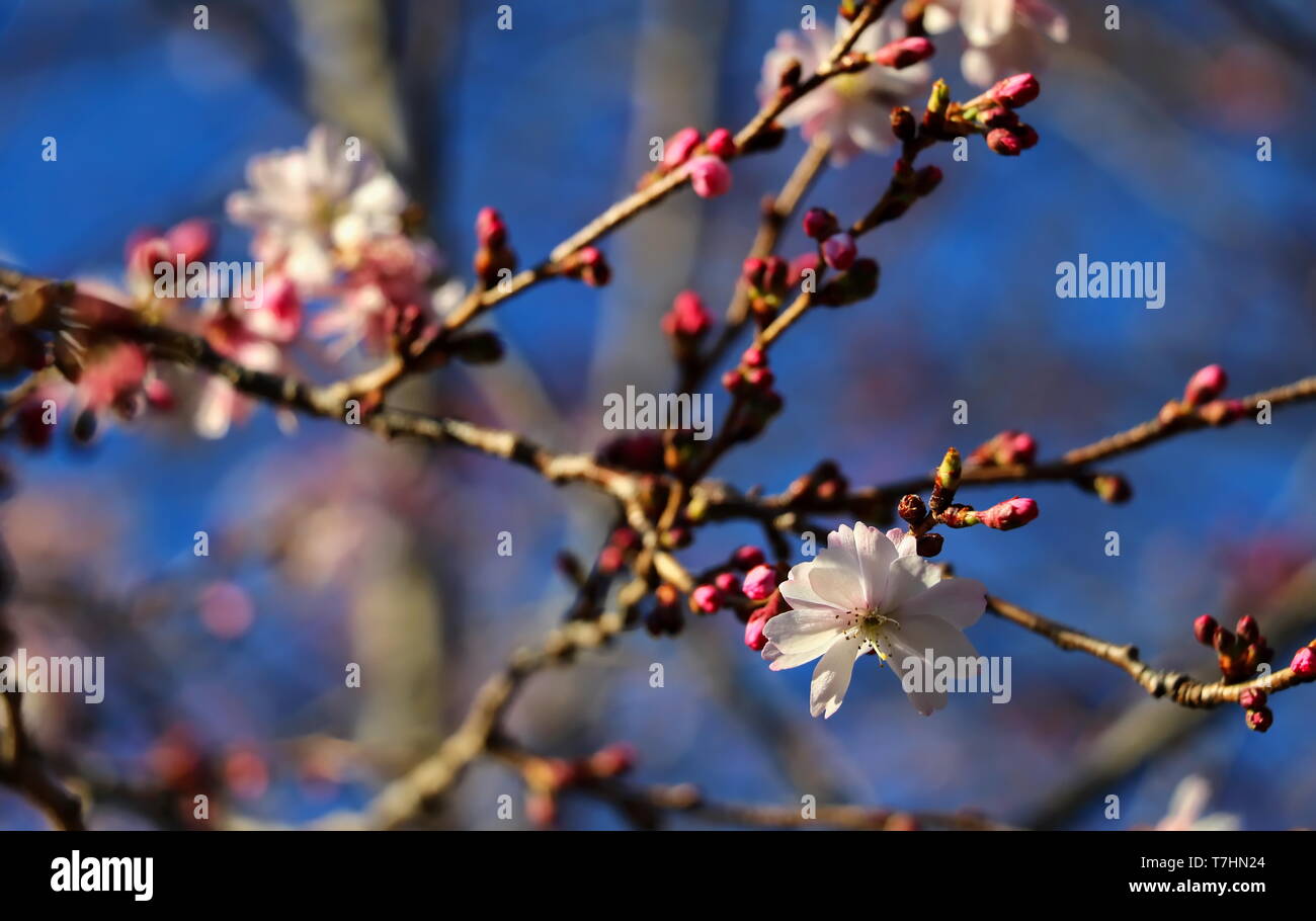La floraison du cerisier higan à côté de la cathédrale nationale de Washington DC Banque D'Images