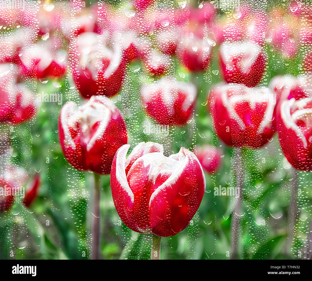 Blanc et rouge en fleurs tulipes hollandaises en Hollande Michigan field dans la fenêtre avec les gouttes de pluie Banque D'Images