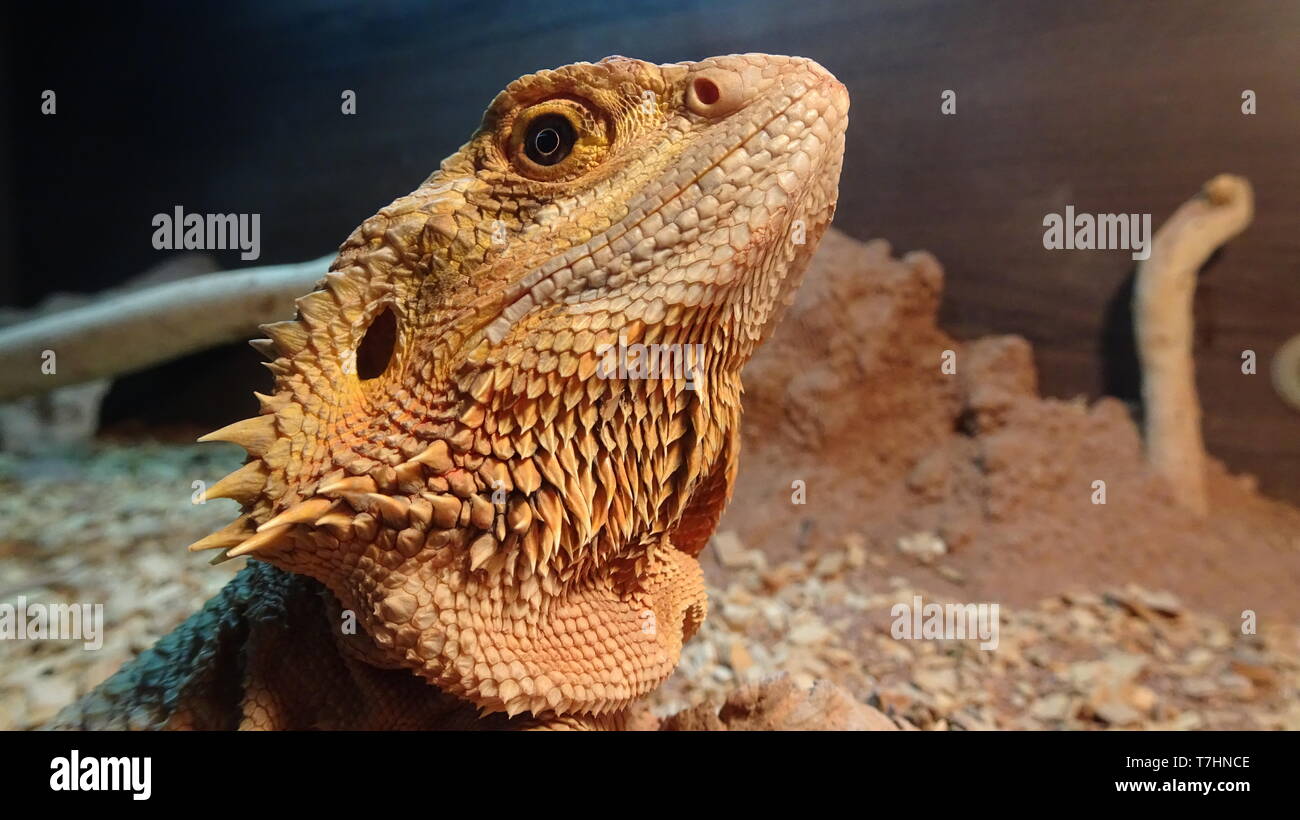 Grand Dragon barbu allongé en vivarium en attente de nourriture - Prises à Bristol Banque D'Images