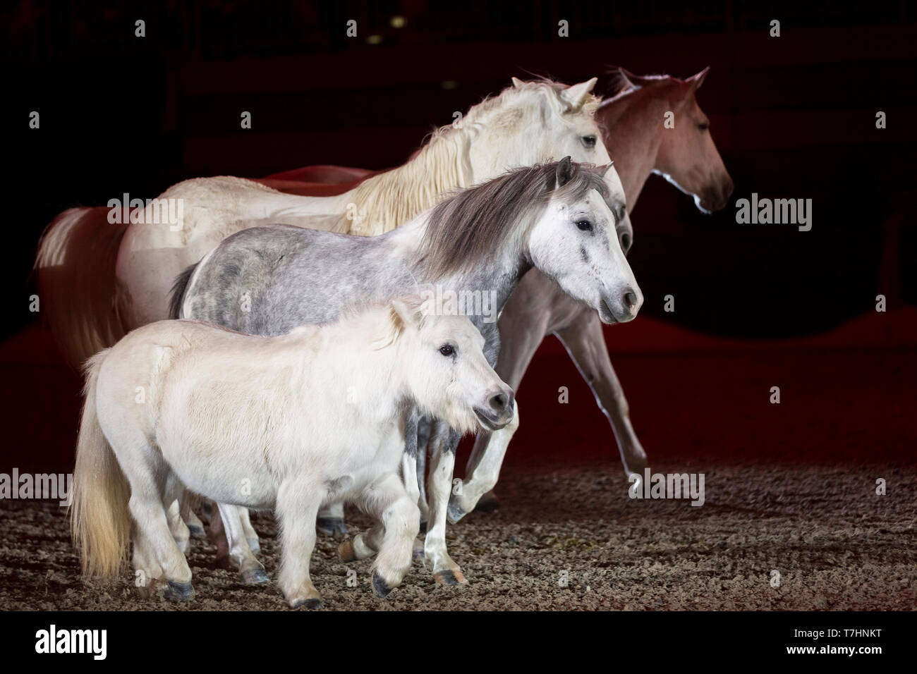 Jean-françois Pignon montrant une liberté avec un dressage chevaux gris Banque D'Images