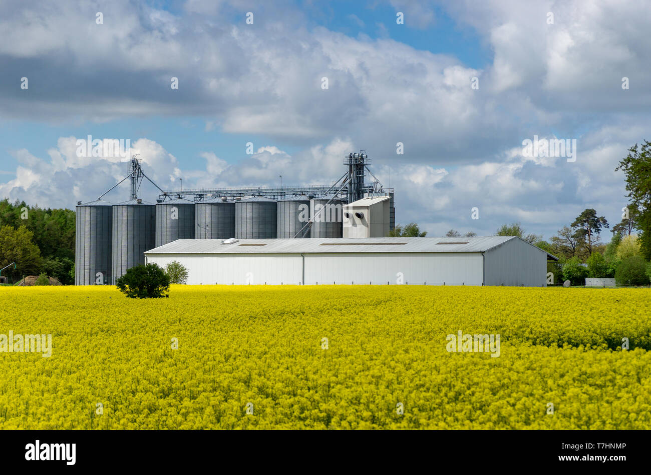 Le colza et farmbuilding avec silos - ciel nuageux au printemps Banque D'Images