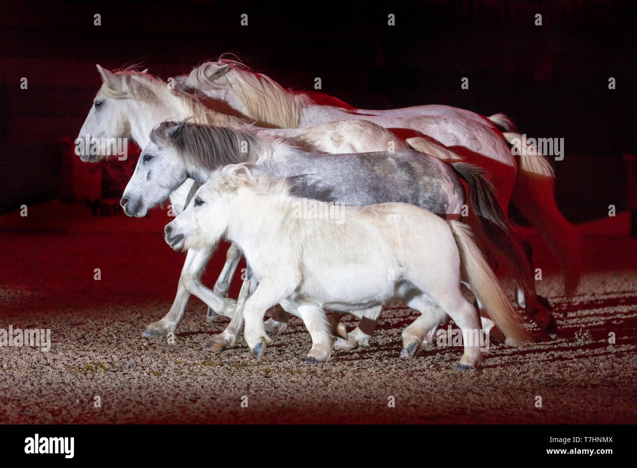 Jean-françois Pignon montrant une liberté avec un dressage chevaux gris Banque D'Images