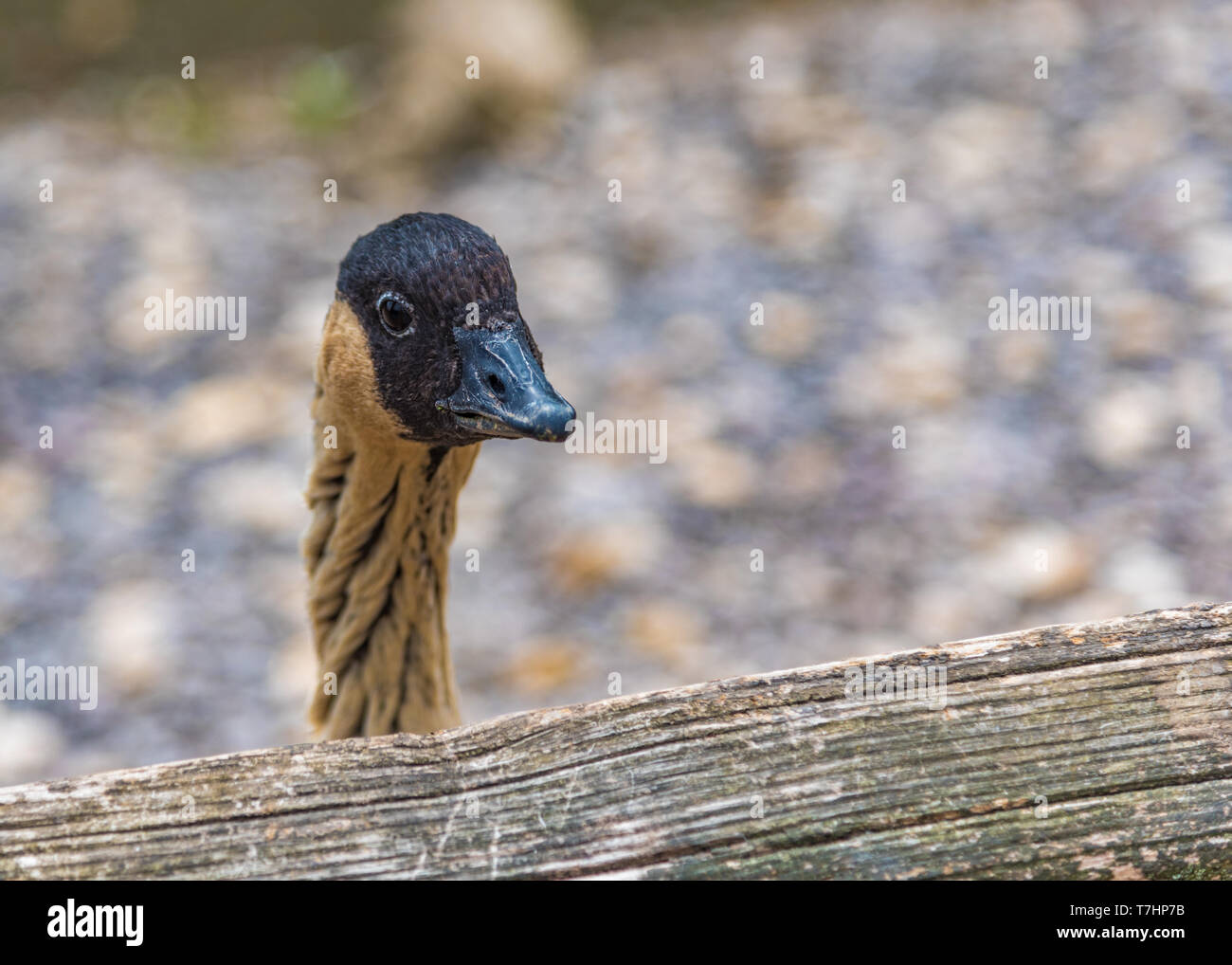 Hawaiian Goose à plus de barrière en bois. Banque D'Images