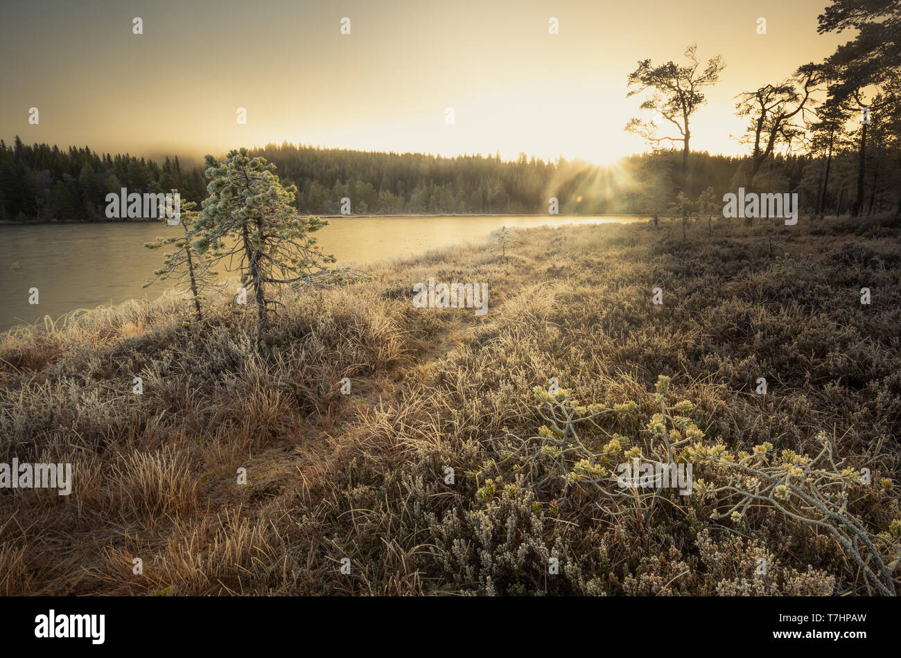 Matin givre et de la glace sur l'herbe et des arbres dans la zone Jonsvatnet, la Norvège. Forêt boréale au sol marécageux près de Malvik. Banque D'Images