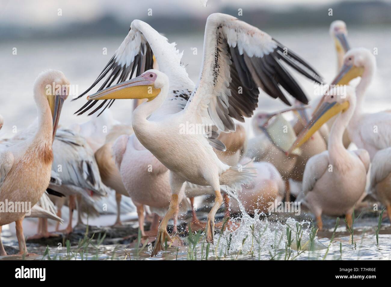 L'Éthiopie et de la vallée du Rift, le lac Ziway, Grand pélican blanc (Pelecanus onocrotalus), Groupe sur le lac Ziway Banque D'Images