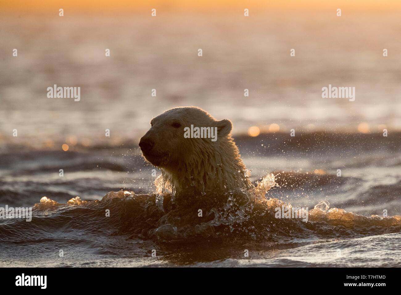 États-unis, Alaska, Arctic National Wildlife Refuge, Kaktovik, l'ours polaire (Ursus maritimus), le long d'une île à l'extérieur de Kaktovik, en Alaska. Chaque automne, les ours polaires (Ursus maritimus) recueillir près de Kaktovik sur la limite nord de la réserve faunique nationale de l'Arctique, l'Alaska, de l'automne. Natation Banque D'Images