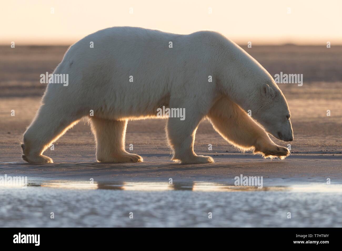 États-unis, Alaska, Arctic National Wildlife Refuge, Kaktovik, l'ours polaire (Ursus maritimus), marchant le long d'une île à l'extérieur de Kaktovik, en Alaska. Chaque automne, les ours polaires (Ursus maritimus) recueillir près de Kaktovik sur la limite nord de la réserve faunique nationale de l'Arctique, l'Alaska, Fall Banque D'Images