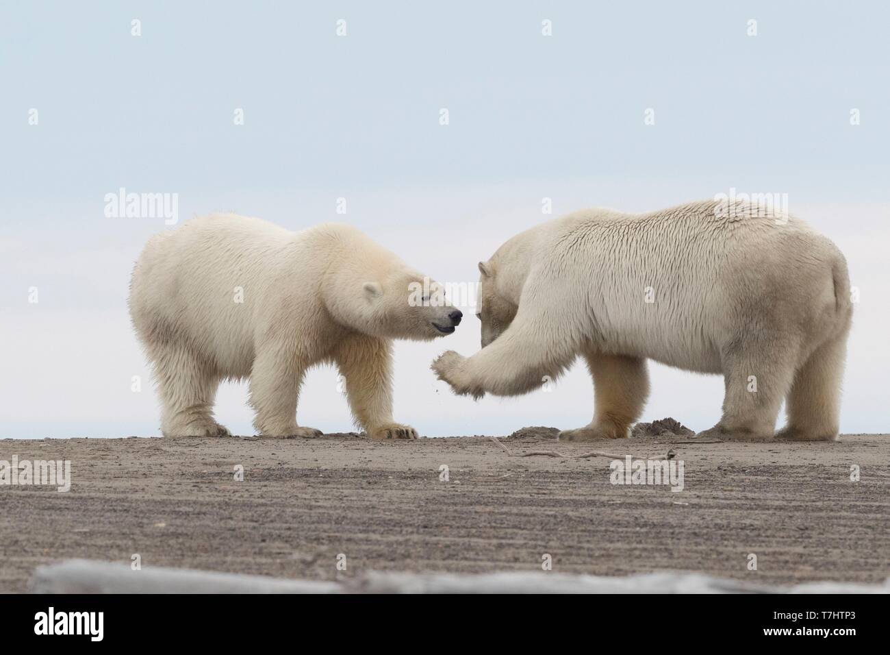 États-unis, Alaska, Arctic National Wildlife Refuge, Kaktovik, l'ours polaire (Ursus maritimus), le long d'une île à l'extérieur de Kaktovik, en Alaska. Chaque automne, les ours polaires (Ursus maritimus) recueillir près de Kaktovik sur la limite nord de la réserve faunique nationale de l'Arctique, l'Alaska, Fall Banque D'Images