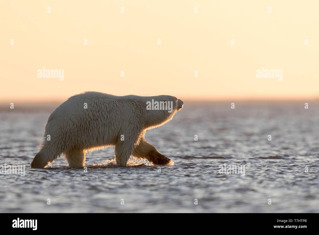 États-unis, Alaska, Arctic National Wildlife Refuge, Kaktovik, l'ours polaire (Ursus maritimus), marchant le long d'une île à l'extérieur de Kaktovik, en Alaska. Chaque automne, les ours polaires (Ursus maritimus) recueillir près de Kaktovik sur la limite nord de la réserve faunique nationale de l'Arctique, l'Alaska, Fall Banque D'Images