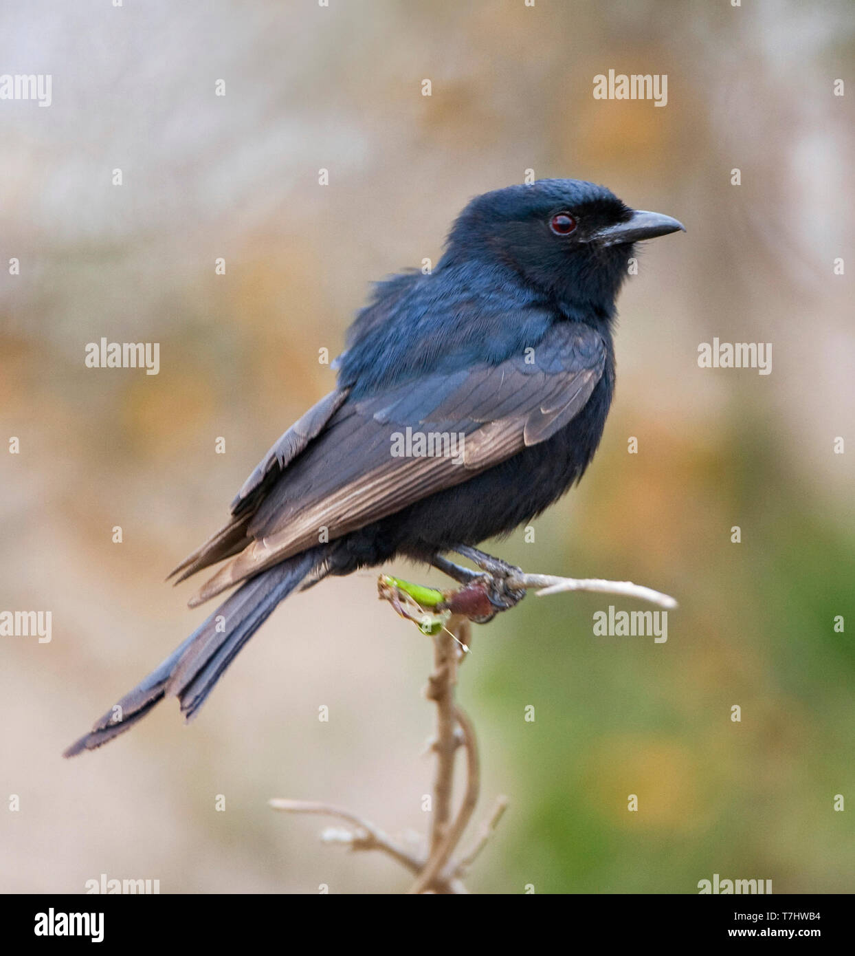 Fork-tailed Drongo (Dicrurus adsimilis) perchés dans petit arbre en Afrique du Sud. Banque D'Images