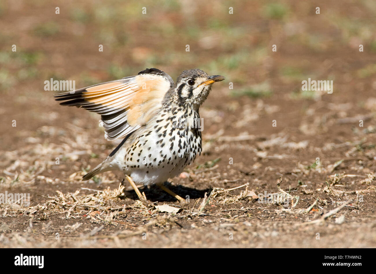 (Psophocichla litsitsirupa (Groundscraper Thrush) Comité permanent sur le terrain, dans un camp de safari dans le parc national Kruger en Afrique du Sud. S'étendant des ailes. Banque D'Images