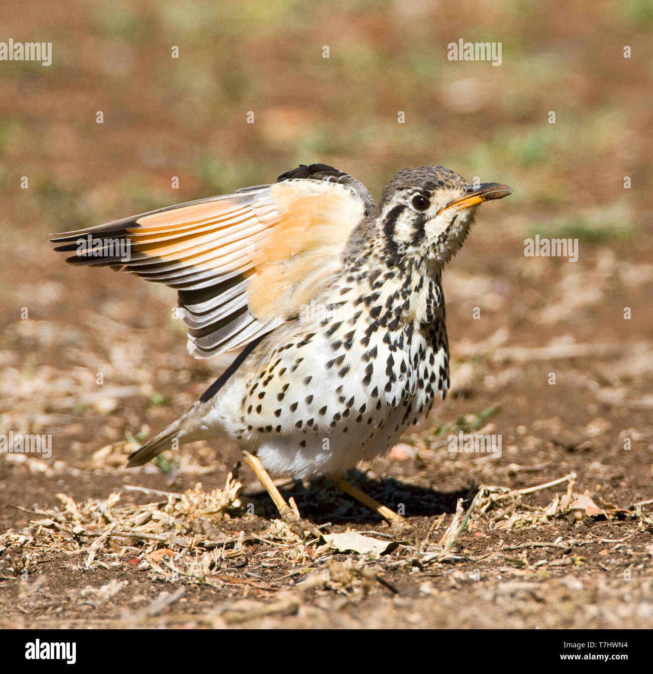 (Psophocichla litsitsirupa (Groundscraper Thrush) Comité permanent sur le terrain, dans un camp de safari dans le parc national Kruger en Afrique du Sud. S'étendant des ailes. Banque D'Images