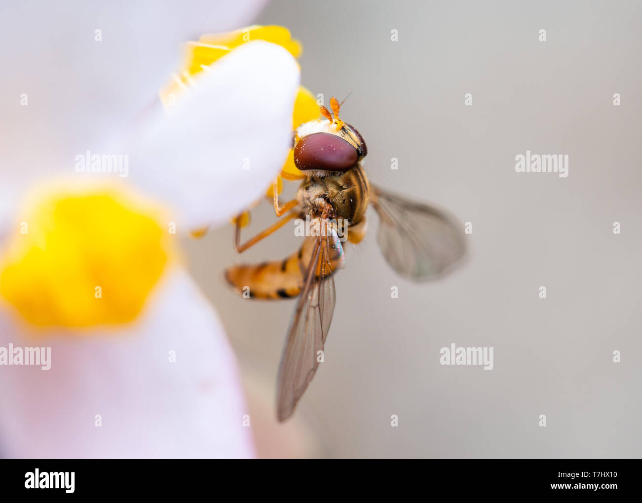 Plan macro sur une marmelade hoverfly Episyrphus balteatus ou sur une fleur le pollen de l'alimentation Banque D'Images