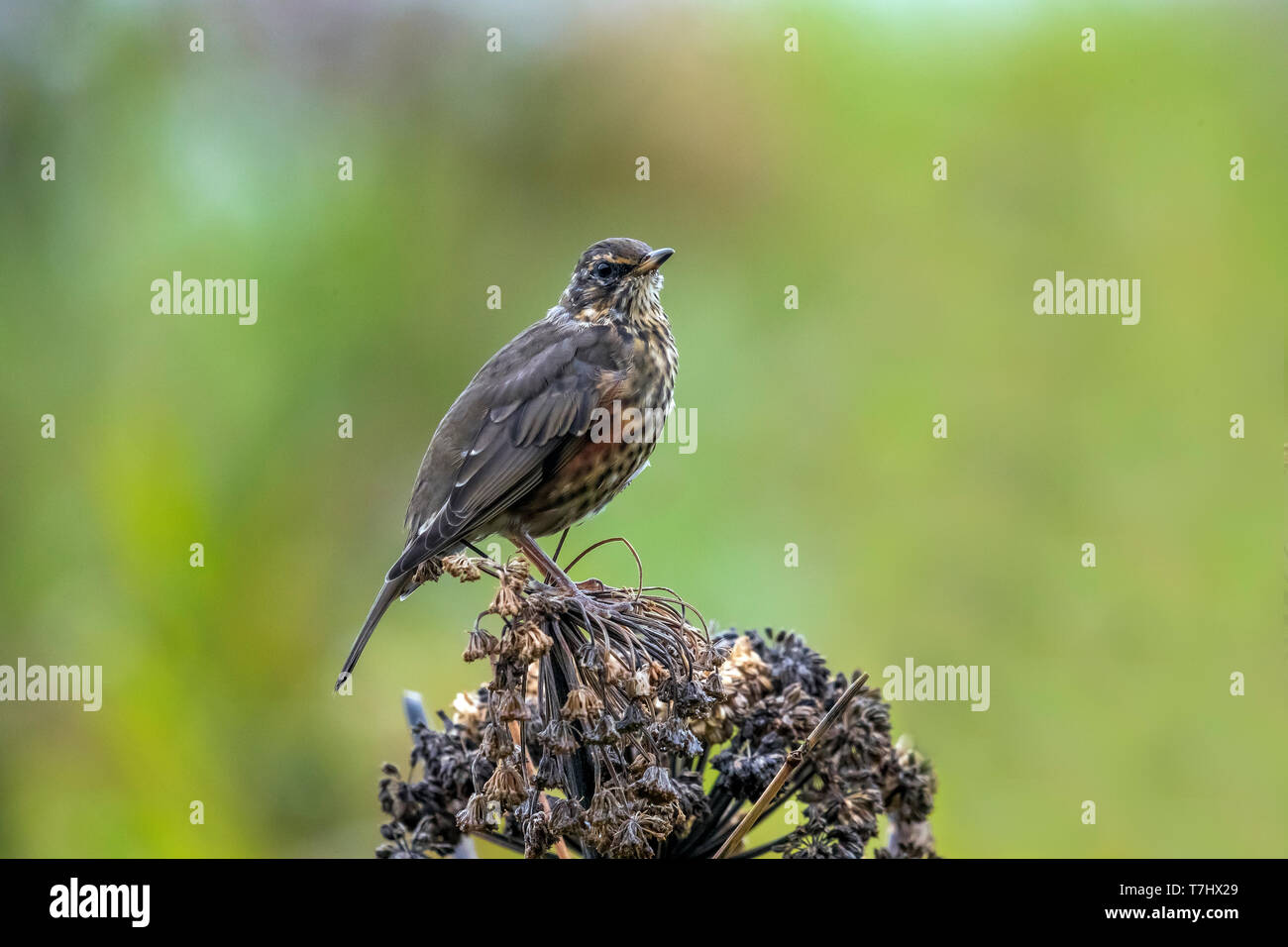 Premier été Islande Redwing perché sur usine à Vik, l'Islande. 21 août, 2018. Banque D'Images