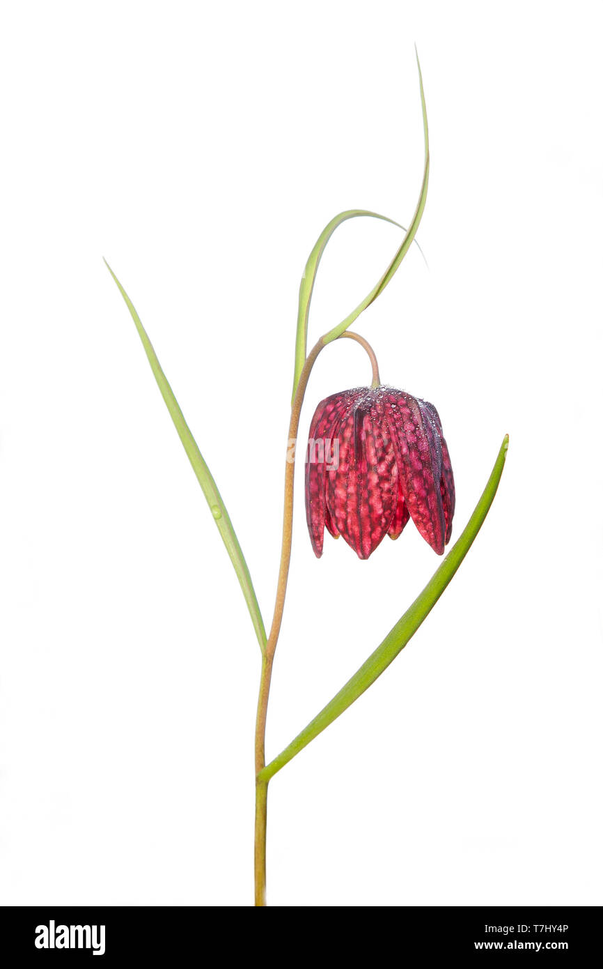 Kievitsbloem, (Fritillaria Meleagris) Banque D'Images