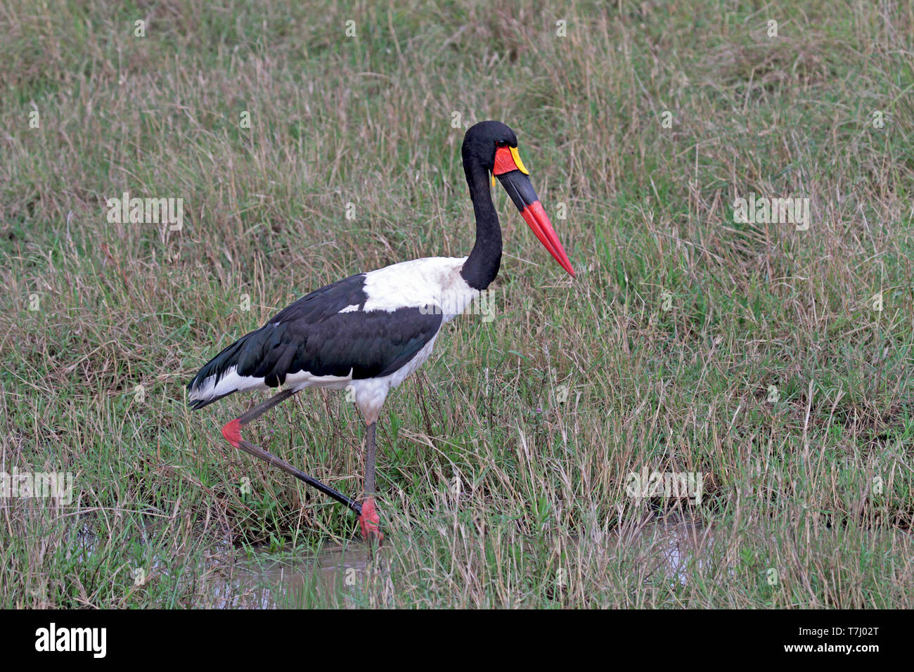 Senegalensisar Zadelbekooievaar (Ephippiorhynchus) Banque D'Images