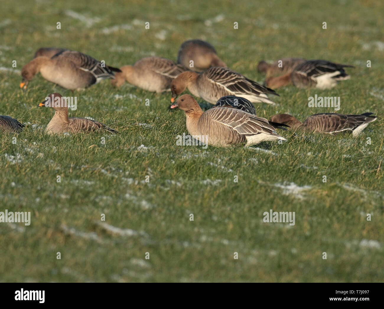 Oie à bec court (Anser brachyrhynchus), d'oiseaux adultes debout, vu de côté, en face d'un groupe d'oie bean de la toundra. Banque D'Images